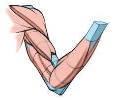 Drawing human figures is considered to be the most difficult for artists to do. 77 Arms Drawing Anatomy Ideas In 2021 Anatomy Arm Drawing Arm Anatomy