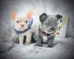 Casper Stunning Blue And Tan Pied Fluffy French Bulldog Male Frenchieforsale Frenchie4sale Frenchbulldogfors French Bulldog Bulldog French Bulldog For Sale