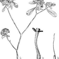 Image result for Gnidia chrysantha