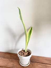 Image result for Sansevieria metallica