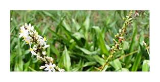 Image result for Chlorophytum krookianum