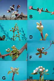 Evaluating Tree Fruit Bud Fruit Damage From Cold 7 426
