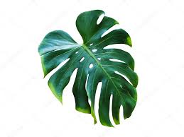 Monstera (swiss cheese plant) philodendron (elephant ears) spathiphyllum (peace lily) zantedeschia (calla lily) araliaceae: Green Monstera Leaves Tropical Plant Isolated On White Background With Clipping Path 395612974 Larastock