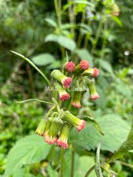 Image result for Crassocephalum crepidioides