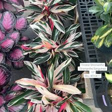 Image result for stromanthe