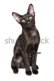They are considered an overall healthy breed. Black Oriental Shorthair Cat Stock Photo C Petrmalyshev 6968150 Stockfresh