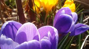 We did not find results for: Die Schonsten Fruhlingsbilder Der User Zdfmediathek