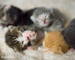 Pin On Tiny Kittens