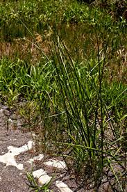 Image result for Cyperus articulatus