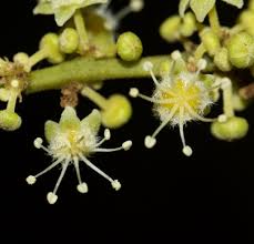 Image result for Glenniea