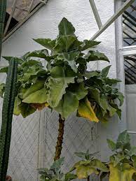 It's high quality and easy to use. File Kalanchoe Beharensis Elephant S Ear Kalanchoe At Myddelton House Enfield London 01 Jpg Wikimedia Commons