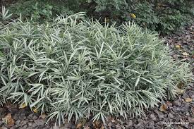 Image result for Pleioblastus fortunei