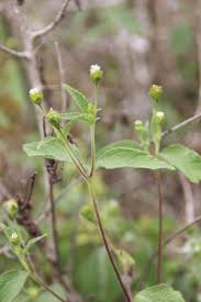 Image result for Blainvillea gayana