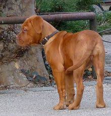 Dogue De Bordeaux Wikipedia