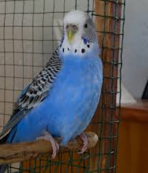 Hoe Maak Je Parkieten Of Andere Vogels Tam Jeroenhubert Nl