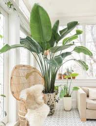 Image result for Strelitzia nicolai