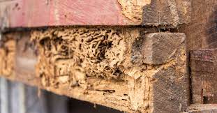 Where can i get more information? The Top 5 Termite Killers Of 2021 This Old House