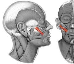 How to fix a crooked smile lips. I Have A Crooked Smile What Type Of Facial Exercises Can I Do To Fix It Quora