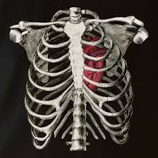 The structure of ribs that protects your heart and lungs in your chest 2. Rib Cage Heart Vest By Chargrilled