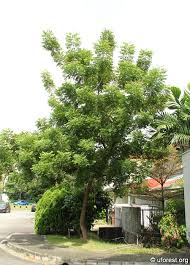 Image result for Azadirachta