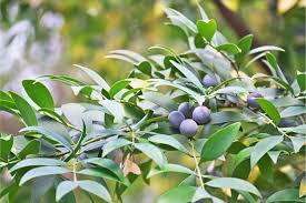 Image result for Nageia nagi