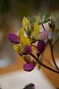 Image result for Fabaceae subfamily Papilionoideae