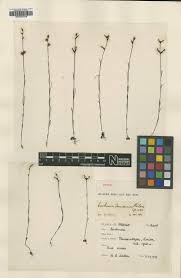 Image result for Buchnera randii