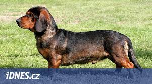 Image result for alpský brakýř jezevčíkovitý