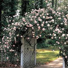 New Dawn Climbing Rose New Dawn Climbing Rose Climbing Roses Beautiful Gardens