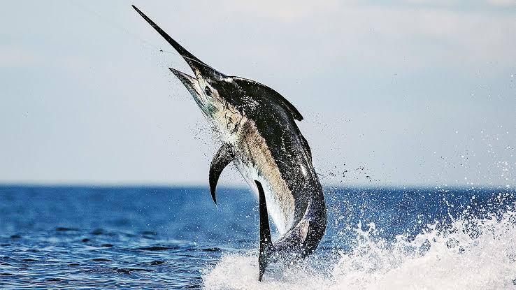 Black Marlin