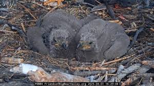 Jackie and Shadow's eagle chicks named Sunny and Gizmo