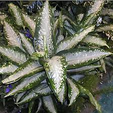 Image result for beautiful dieffenbachia