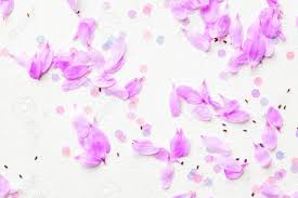 Background flower light pink colour. Blossom Pink Flowers On White Background Spring Flowers Soft Light Color Place For Your Design Stock Photo Picture And Royalty Free Image Image 126135499