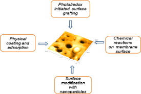 Clones are groups of genetically identical organisms, derived from a single original parent cell. Polymeric Membranes Surface Modification For Minimizing Bio Colloidal Fouling Sciencedirect