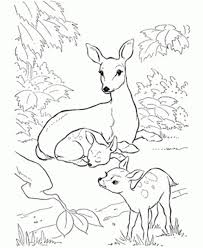 Alaska photography / getty images on the first saturday in march each year, people from all over the. Baby Deer Coloring Page Coloring Home
