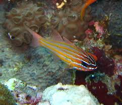 Image result for Neoschumannia cardinea