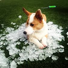 The pembroke welsh corgi and the cardigan welsh corgi. Colton Found A Way To Beat The Arizona Summer Heat He S One Cooool Corgi Corgi Corgiclub Puppy Corgi Dog Corgi Corgi Funny