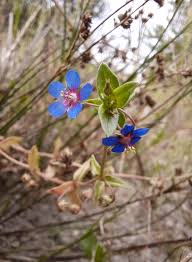 Image result for Anagallis oligantha