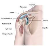 Image result for icd 9 code for anterior labral tear