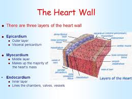 The Heart Wall There Are Three Layers Of The Heart Wall Epicardium Jpg 960 720 Pixels Loose Connective Tissue Heart Wall Three Layer