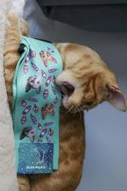 We did not find results for: 14 Cat S Socks Ideas Personalized Socks Cat S Socks