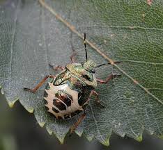 Troilus Luridus Insects Nymph Gutters
