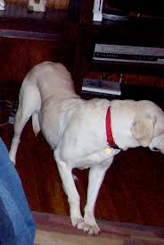 If your dog is healthy, his abdomen will slope. Is Daisy Too Thin No Dog About It Blog