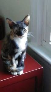 You certainly should not keep two unneutered males together. Dealing With Cats That Don T Get Along Thriftyfun