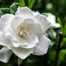 Frost Proof Gardenia August Beauty Gardenia Flower Landscape Fragrant Flowers