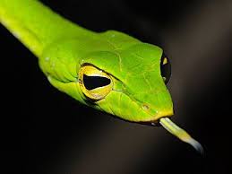 Big Eye Green Whip Snake Snake Big Eyes Cobra Snake