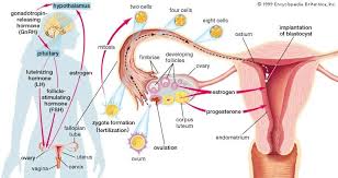 Reproductive System Human Female Structure Ovarian Cyst Hormone Health Ovarian Cyst Symptoms