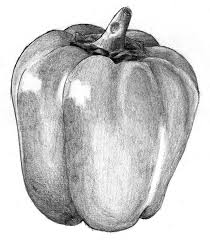 Liron Yanconsky Still Life Pencil Shading Pencil Drawings Pencil Shading Note where the light shines onto the fruit and gives it a highlight. pencil shading