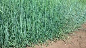 Hence drinking juice of wheatgrass should be preferred over other forms of wheatgrass. Wheatgrass Slender Oregon Wholesale Seed Company
