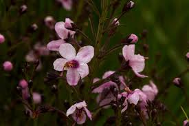 Image result for Sopubia